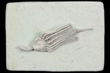 Nice, Crinoid (Macrocrinus) Fossil - Crawfordsville, Indiana #87963-1